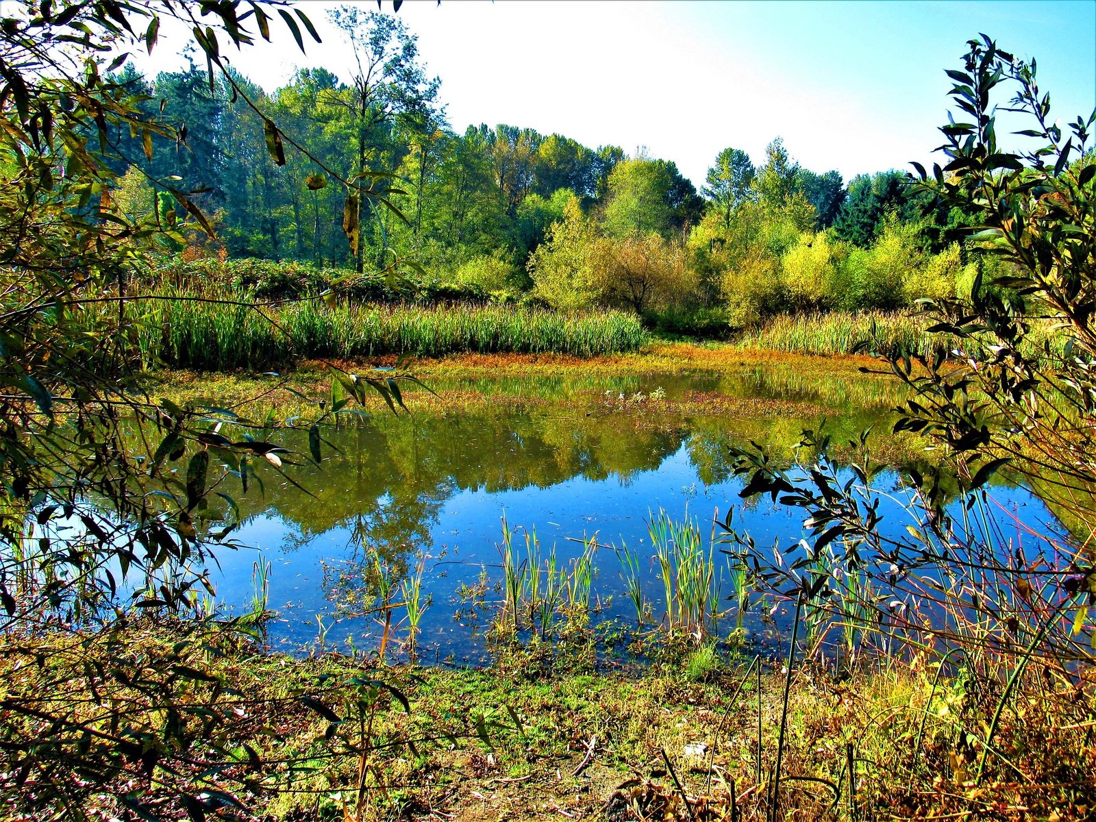 irrigation water from pond