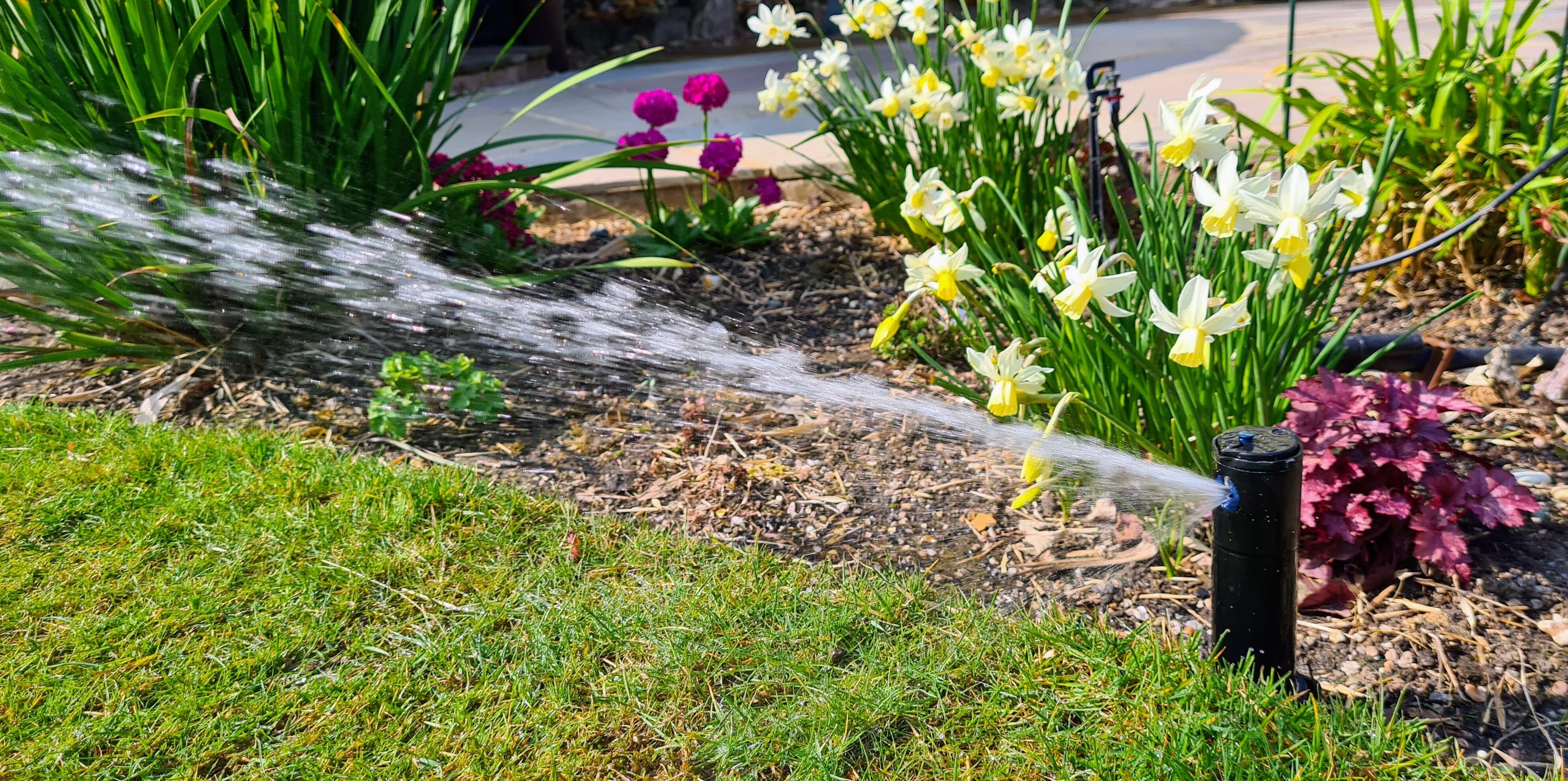 popup sprinkler