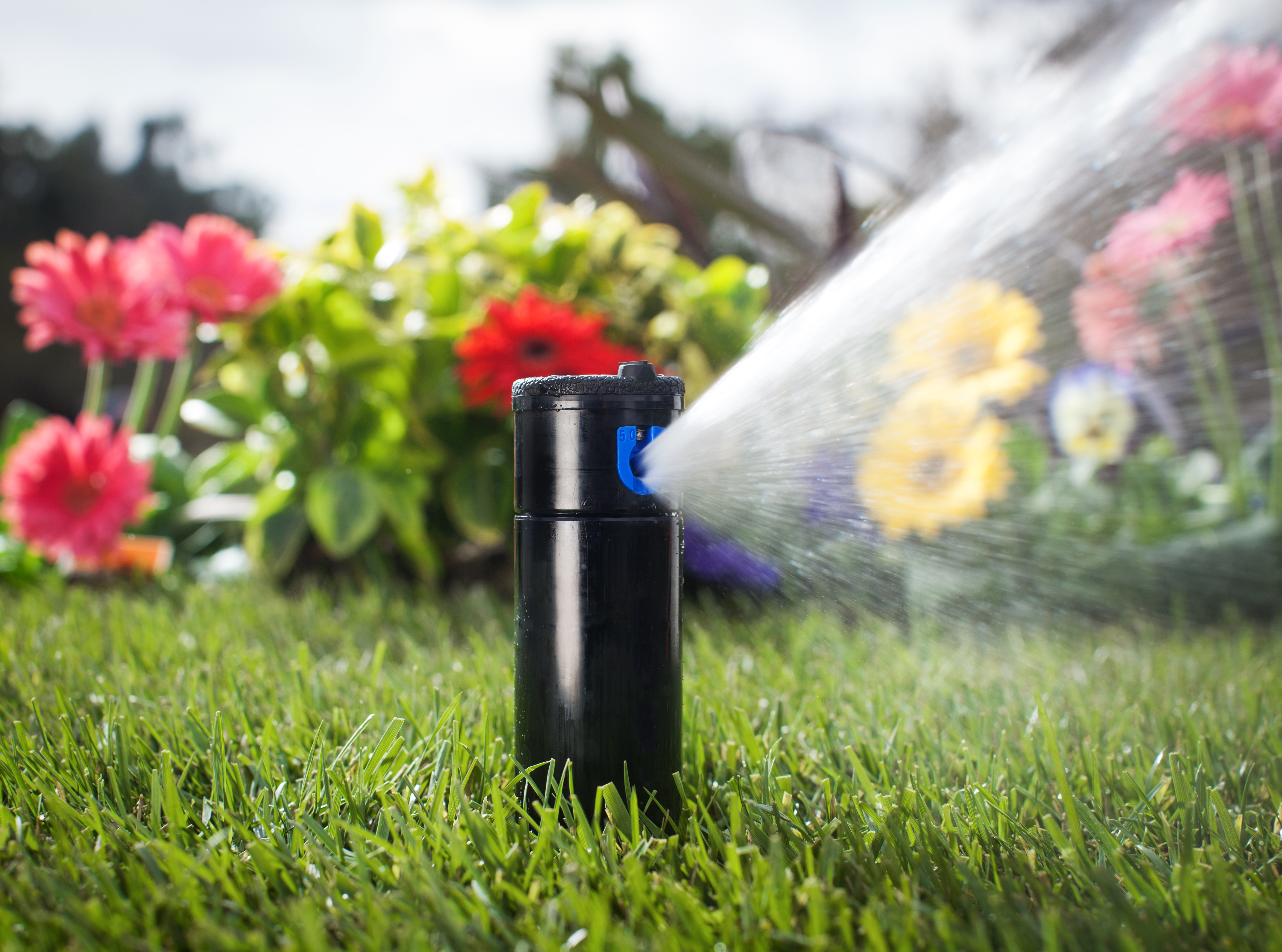 popup sprinkler