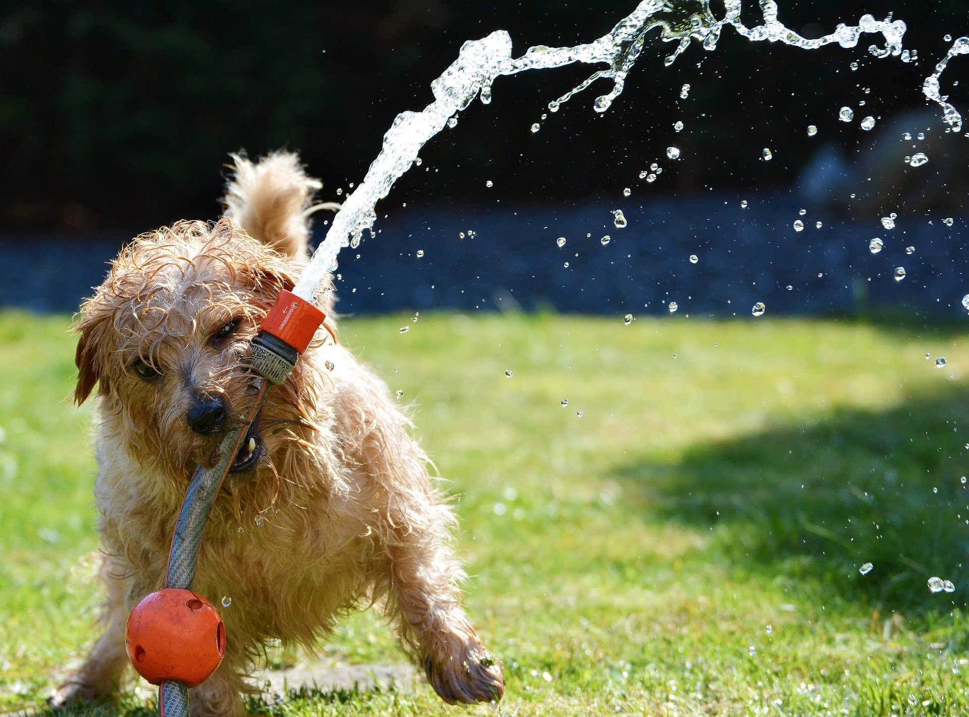 doggy runs with hose